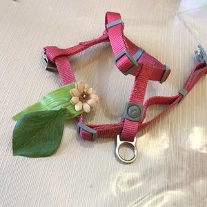 Dog leash, collar, harness
